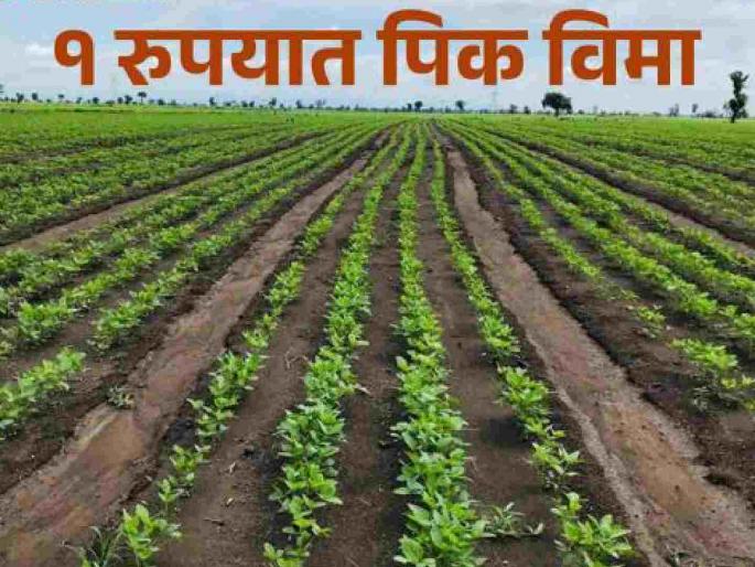 Action will be taken if you pay fake crop insurance; The crackdown on fraud will be brought to an end | बनावट पीकविमा भराल तर कारवाई; बोगसगिरीला बसणार चाप Action will be taken if you pay fake crop insurance; The crackdown on fraud will be brought to an end | बनावट पीकविमा भराल तर कारवाई; बोगसगिरीला बसणार चाप