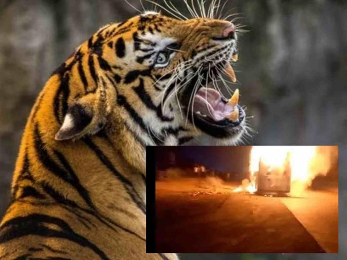 Woman dies in tiger attack; Angry villagers set fire to forest department vehicle, beat forest officials | वाघाच्या हल्ल्याने महिलेचा मृत्यू; संतप्त गावकऱ्यांनी वन विभागाचे पेटविले वाहन, वन अधिकाऱ्यांना मारले Woman dies in tiger attack; Angry villagers set fire to forest department vehicle, beat forest officials | वाघाच्या हल्ल्याने महिलेचा मृत्यू; संतप्त गावकऱ्यांनी वन विभागाचे पेटविले वाहन, वन अधिकाऱ्यांना मारले