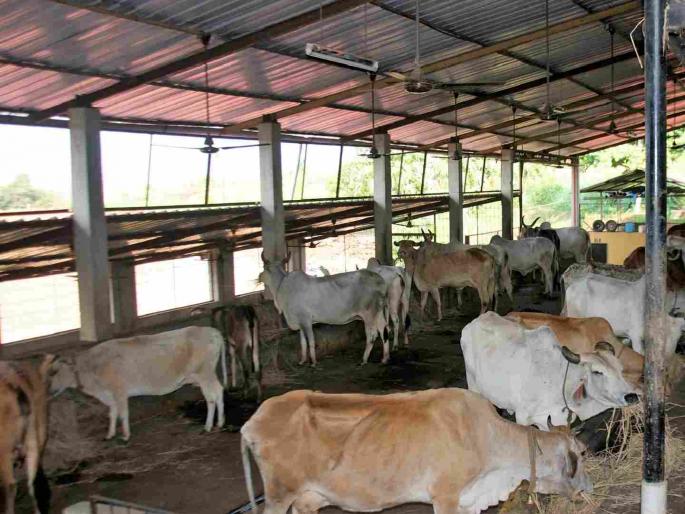 Dispute over 'Dairy Group Distribution' scheme? Needy farmers deprived | 'दुधाळ गट वाटप' योजनेवर विरजण? गरजू शेतकरी वंचित Dispute over 'Dairy Group Distribution' scheme? Needy farmers deprived | 'दुधाळ गट वाटप' योजनेवर विरजण? गरजू शेतकरी वंचित