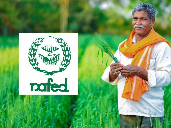 Farmers deprived of Nafed sale; Demand for action against buying and selling team | नाफेड विक्रीसाठी शेतकरी वंचित; खरेदी-विक्री संघावर कारवाईची मागणी Farmers deprived of Nafed sale; Demand for action against buying and selling team | नाफेड विक्रीसाठी शेतकरी वंचित; खरेदी-विक्री संघावर कारवाईची मागणी