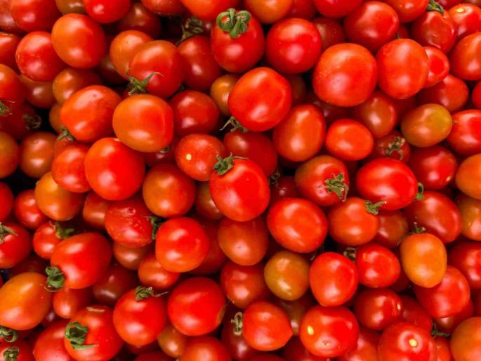 Was it a mistake to plant tomatoes? The price fell due to more supply than demand. | टोमॅटो लावून चूक झाली? मागणीच्या तुलनेत पुरवठा अधिक झाल्याने पडली किंमत Was it a mistake to plant tomatoes? The price fell due to more supply than demand. | टोमॅटो लावून चूक झाली? मागणीच्या तुलनेत पुरवठा अधिक झाल्याने पडली किंमत