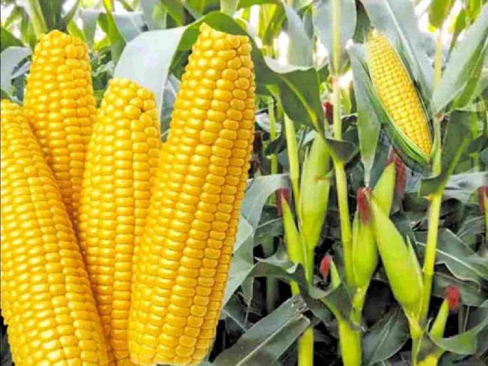 Will maize make farmers rich this year? Sowing on two thousand hectares in the district | शेतकऱ्यांना मका यंदा मालामाल करेल का ? जिल्ह्यात दोन हजार हेक्टरवर पेरा Will maize make farmers rich this year? Sowing on two thousand hectares in the district | शेतकऱ्यांना मका यंदा मालामाल करेल का ? जिल्ह्यात दोन हजार हेक्टरवर पेरा