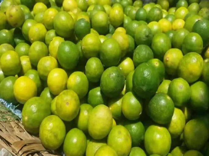 Lemon prices skyrocket; Price hike at the beginning of summer is causing a stir | लिंबूचे दर गगनाला; उन्हाळ्याच्या सुरुवातीलाच दर वाढल्याने बसतोय फटका Lemon prices skyrocket; Price hike at the beginning of summer is causing a stir | लिंबूचे दर गगनाला; उन्हाळ्याच्या सुरुवातीलाच दर वाढल्याने बसतोय फटका