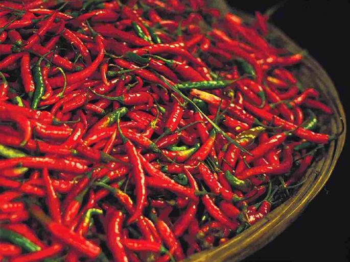Chilli prices fall by Rs 7,000; Farmers' cultivation expenses not even covered | मिरची सात हजारांनी घसरली; शेतकऱ्यांचा लागवडीचा खर्च देखील निघेना