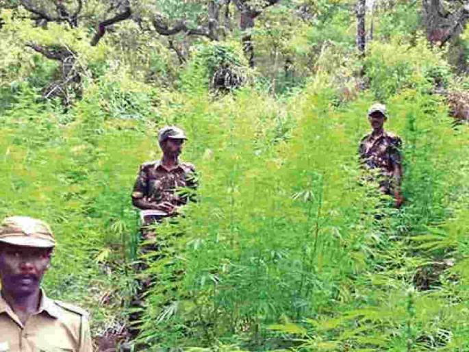 Forest rights workers' strike begins; Farmers' frustration | वनहक्क कर्मचाऱ्यांच्या कामबंद आंदोलनाला सुरूवात; शेतकऱ्यांचे हेलपाटे