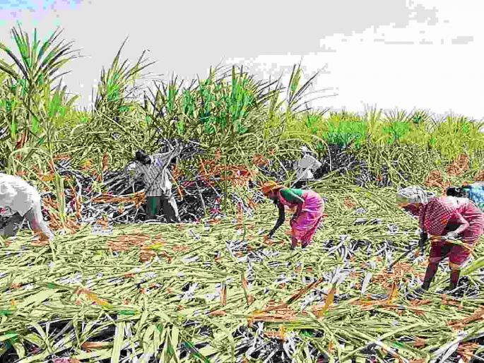 Farmers forced to burn sugarcane as there are no laborers to harvest sugarcane | ऊस तोडणीसाठी मजूर नसल्याने शेतकऱ्यांवर ऊस जाळण्याची वेळ Farmers forced to burn sugarcane as there are no laborers to harvest sugarcane | ऊस तोडणीसाठी मजूर नसल्याने शेतकऱ्यांवर ऊस जाळण्याची वेळ