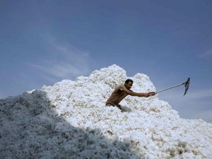 The government should purchase cotton till the last bundle. | शासनाने शेवटच्या बोंडापर्यंत कापसाची खरेदी करावी The government should purchase cotton till the last bundle. | शासनाने शेवटच्या बोंडापर्यंत कापसाची खरेदी करावी