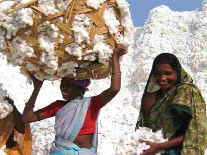 Thousands of quintals of cotton stored; Farmers awaiting price hike | हजारो क्विंटल कापसाची साठवणूक; शेतकरी दरवाढीच्या प्रतीक्षेत Thousands of quintals of cotton stored; Farmers awaiting price hike | हजारो क्विंटल कापसाची साठवणूक; शेतकरी दरवाढीच्या प्रतीक्षेत
