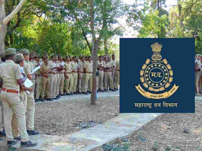 Cream posting for new RFOs in the forest department | वन विभागात नवख्या ‘आरएफओं’ना क्रीम पोस्टिंग Cream posting for new RFOs in the forest department | वन विभागात नवख्या ‘आरएफओं’ना क्रीम पोस्टिंग
