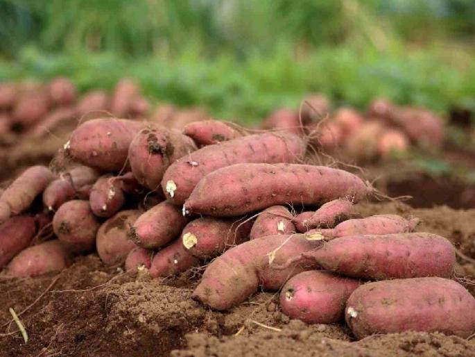 Sweet potatoes have skyrocketed in price on the occasion of Mahashivratri, prices have crossed 100. | महाशिवरात्रीनिमित्त रताळ्यांनी खाल्ला भाव, दर गेले शंभरवर