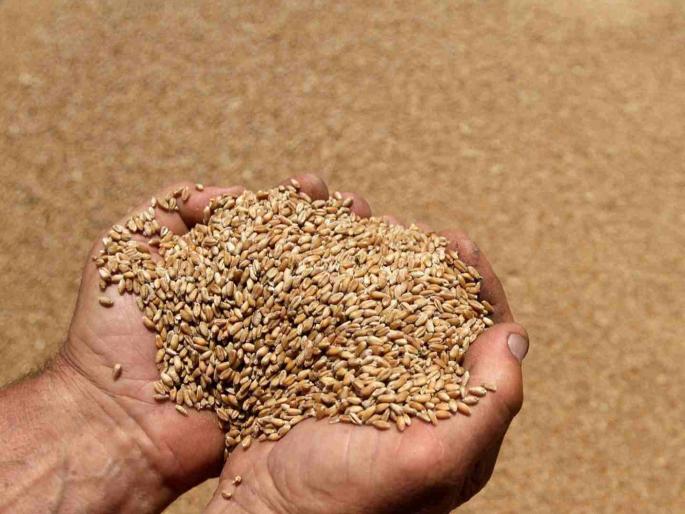 Will the price of wheat increase or decrease? Would it be appropriate to store the year's wheat now? | गव्हाचे भाव वाढणार की घटणार? वर्षभराचा गहू आताच भरून ठेवणे योग्य ठरेल का?