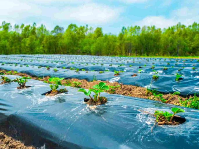 Grow vegetables using mulching paper and get a subsidy | मल्चिंग पेपरचा वापर करून भाजीपाला लावा आणि अनुदान मिळवा Grow vegetables using mulching paper and get a subsidy | मल्चिंग पेपरचा वापर करून भाजीपाला लावा आणि अनुदान मिळवा