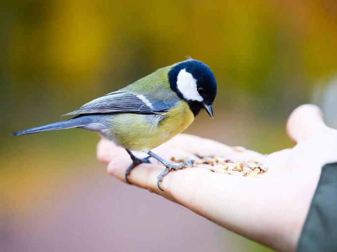 If you feed birds with farsan and bread, you will go to jail. | पक्ष्यांना फरसाण अन् पाव खाऊ घालाल, तर जाल तुरुंगात