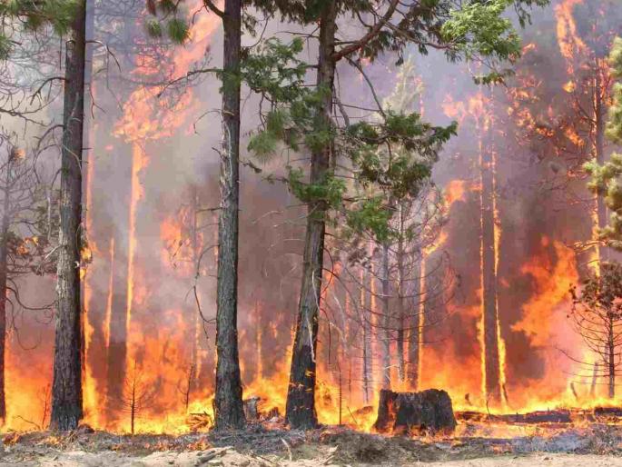 Action will be taken if fire blown in fields adjacent to the forest; Forest Department issues notices to farmers | जंगलालगतच्या शेतात वणवा लावल्यास होईल कारवाई; वनविभागाने शेतकऱ्यांना बजावल्या नोटीस Action will be taken if fire blown in fields adjacent to the forest; Forest Department issues notices to farmers | जंगलालगतच्या शेतात वणवा लावल्यास होईल कारवाई; वनविभागाने शेतकऱ्यांना बजावल्या नोटीस