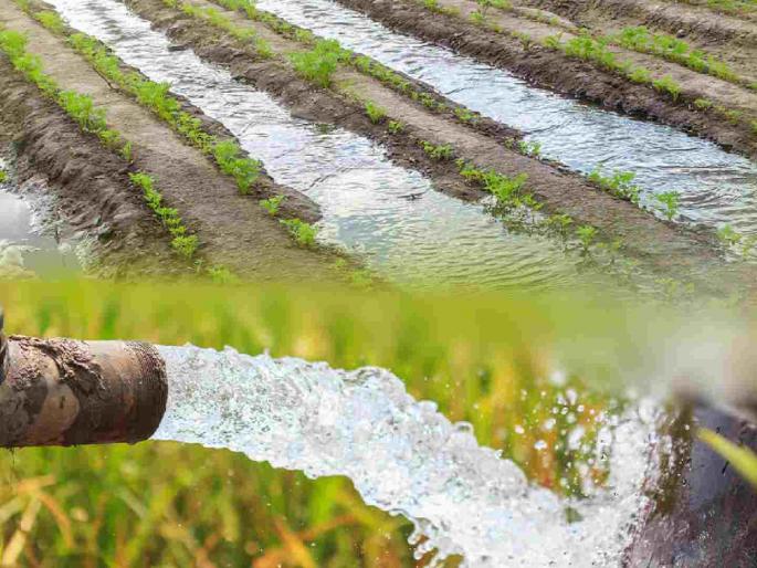Irrigation department refuses to provide water for Rabi season, farmers in Kotjambhura in crisis | रब्बीसाठी पाणी देण्यास पाटबंधारे विभागाने दिला नकार, कोटजंभूरा येथील शेतकरी संकटात