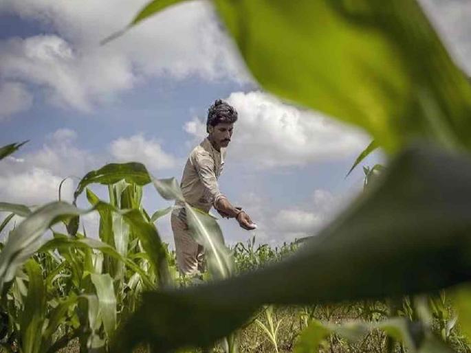 Tumsar Tehsildar issues notice to bogus farmers | बोगस शेतकऱ्यांना तुमसरच्या तहसीलदारांनी बजावली नोटीस Tumsar Tehsildar issues notice to bogus farmers | बोगस शेतकऱ्यांना तुमसरच्या तहसीलदारांनी बजावली नोटीस