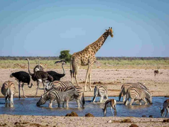 Wildlife flocks to villages for water; water sources in the forest dried up | वन्यजीवांची पाण्यासाठी गावांकडे आगेकुच; जंगलातील जलस्त्रोत आटले Wildlife flocks to villages for water; water sources in the forest dried up | वन्यजीवांची पाण्यासाठी गावांकडे आगेकुच; जंगलातील जलस्त्रोत आटले