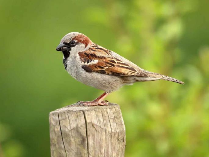 Will the 'sparrow', which is on the verge of extinction due to pollution, return to the yard? | प्रदूषणामुळे नामशेष होण्याच्या मार्गावर असलेली 'चिमणी' पुन्हा अंगणात परतणार का? Will the 'sparrow', which is on the verge of extinction due to pollution, return to the yard? | प्रदूषणामुळे नामशेष होण्याच्या मार्गावर असलेली 'चिमणी' पुन्हा अंगणात परतणार का?