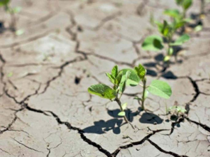 Rabi paddy crops failed due to lack of water; farmers face loss of livelihood | पाण्याअभावी रब्बीतील धान करपले; शेतकऱ्यांचा तोंडचा घास हिरावला Rabi paddy crops failed due to lack of water; farmers face loss of livelihood | पाण्याअभावी रब्बीतील धान करपले; शेतकऱ्यांचा तोंडचा घास हिरावला