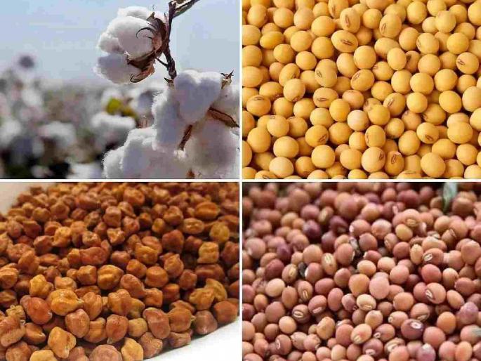 Agricultural commodity prices have plummeted; concerns have increased among farmers | शेतीमालाचे दर गडगडले; शेतकऱ्यांत वाढली चिंता Agricultural commodity prices have plummeted; concerns have increased among farmers | शेतीमालाचे दर गडगडले; शेतकऱ्यांत वाढली चिंता