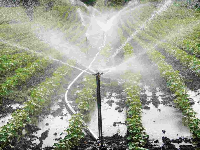 Irrigation projects in Vidarbha stalled, Chief Secretary on High Court's radar | विदर्भातील सिंचन प्रकल्प रखडले, मुख्य सचिव हायकोर्टाच्या रडारवर Irrigation projects in Vidarbha stalled, Chief Secretary on High Court's radar | विदर्भातील सिंचन प्रकल्प रखडले, मुख्य सचिव हायकोर्टाच्या रडारवर