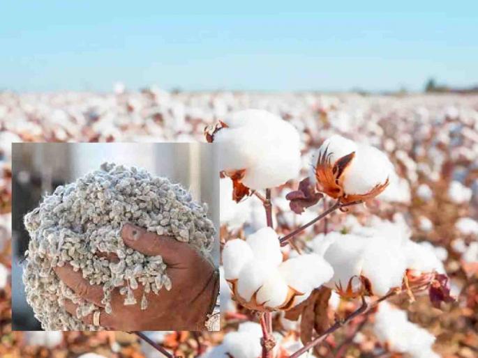 Cotton prices increase by Rs 300; Cotton sellers will benefit from the increase in the price of Sarki | कापसाच्या दरात ३०० रुपयांनी वाढ; सरकीच्या दरवाढीने कापूस विक्रेत्यांना होणार फायदा Cotton prices increase by Rs 300; Cotton sellers will benefit from the increase in the price of Sarki | कापसाच्या दरात ३०० रुपयांनी वाढ; सरकीच्या दरवाढीने कापूस विक्रेत्यांना होणार फायदा