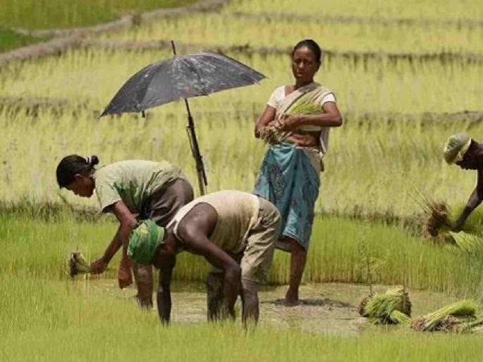 Will paddy producers get bonus benefits before March 31? | ३१ मार्चपूर्वी धान उत्पादकांना बोनसचा लाभ मिळणार का ? Will paddy producers get bonus benefits before March 31? | ३१ मार्चपूर्वी धान उत्पादकांना बोनसचा लाभ मिळणार का ?