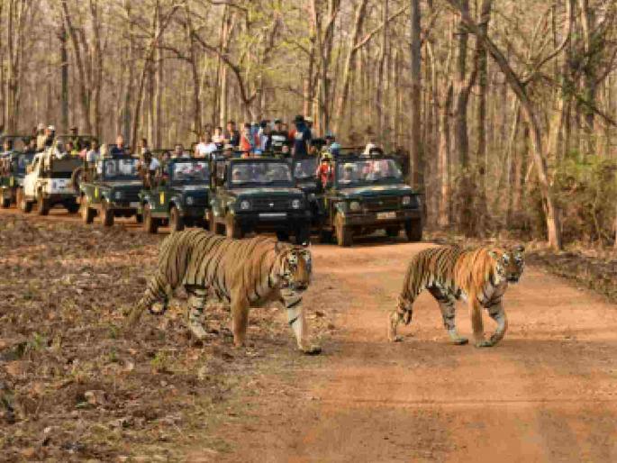 Tadoba tourists can now see tigers from a jumping safari vehicle! | ताडोबा पर्यटकांना आता जंपिंग सफारी वाहनातून बघता येणार वाघ !