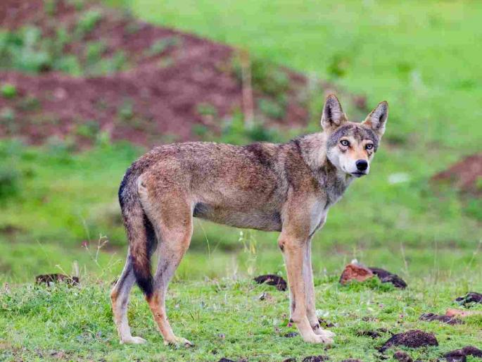 'Indian Gray Wolf' spotted in Bhandara forest after 14 years | १४ वर्षांनंतर भंडारा जंगलात दिसला 'इंडियन ग्रे वुल्फ'