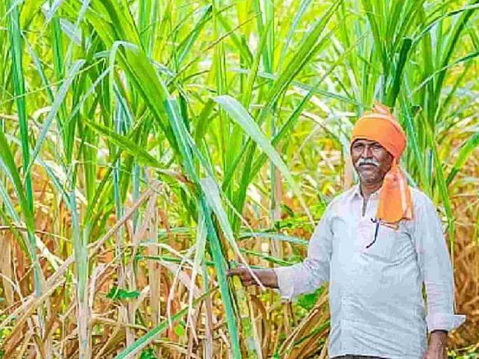 Farmers in trouble as they have not received their sugarcane dues even after four months | चार महिने होऊनही उसाचे चुकारे न मिळाल्याने शेतकरी अडचणीत Farmers in trouble as they have not received their sugarcane dues even after four months | चार महिने होऊनही उसाचे चुकारे न मिळाल्याने शेतकरी अडचणीत