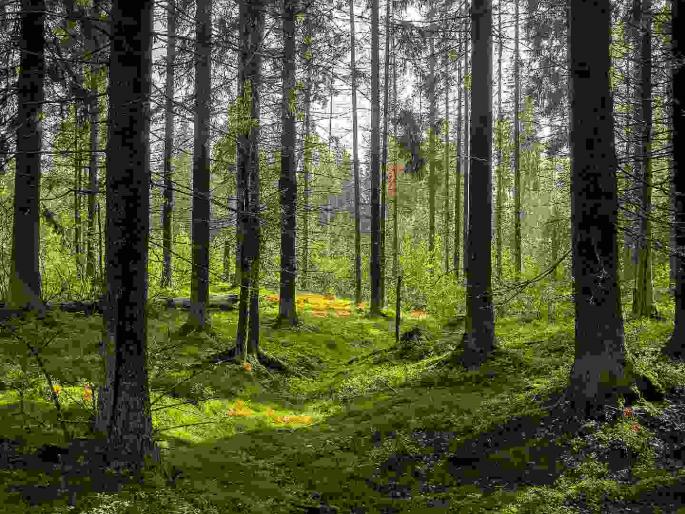 Telangana Forest Department denies sowing to tribals in Maharashtra | महाराष्ट्रातील आदिवासींना तेलंगणा वनविभागाकडून पेरणीस नकार Telangana Forest Department denies sowing to tribals in Maharashtra | महाराष्ट्रातील आदिवासींना तेलंगणा वनविभागाकडून पेरणीस नकार