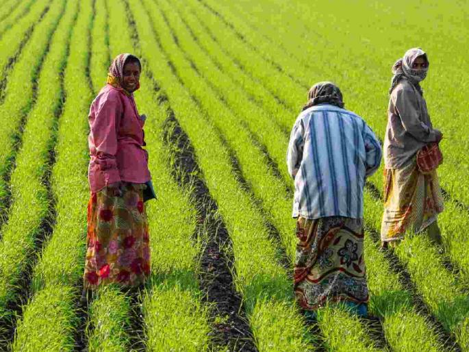Agricultural land transactions are being done without taking farmers into confidence; Will the government punish the misleading company? | शेतकऱ्यांना विश्वासात न घेता होत आहे शेतजमिनीचा व्यवहार; दिशाभूल करणाऱ्या कंपनीला शासन लावेल का वेसण ?