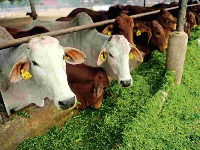 Animals also suffer from problems like 'acidity'; What are the causes and solutions? | जनावरांनाही होतो 'ॲसिडिटी'सारखा त्रास; कारणं अन् उपाय काय ? Animals also suffer from problems like 'acidity'; What are the causes and solutions? | जनावरांनाही होतो 'ॲसिडिटी'सारखा त्रास; कारणं अन् उपाय काय ?