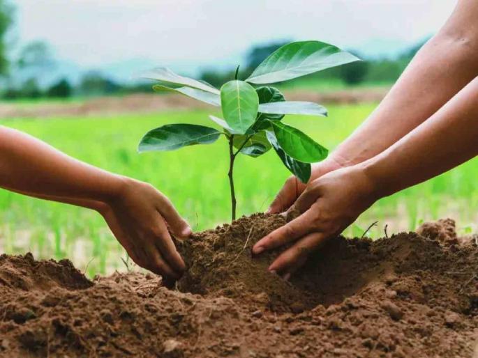 Is the Forest Department 'sidetracked' by giving priority to the Sericulture Department in planting 10 crore trees? | दहा कोटी वृक्ष लागवडीत रेशीम विभागाला प्राधान्य दिल्याने वनविभागच 'साइड ट्रॅक'?