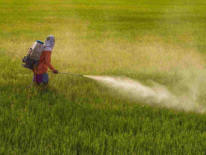 Are herbicides dangerous, but pesticides not? Farmers hit by government ban | तणनाशक धोकादायक, तर कीटकनाशक नाही का? शेतकऱ्यांना सरकारच्या बंदीचा फटका Are herbicides dangerous, but pesticides not? Farmers hit by government ban | तणनाशक धोकादायक, तर कीटकनाशक नाही का? शेतकऱ्यांना सरकारच्या बंदीचा फटका