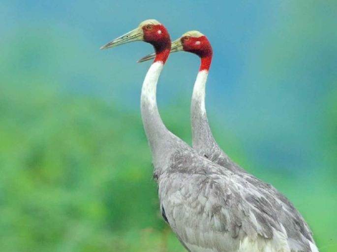 The number of storks has increased in the Gondia district: 36 storks recorded in the census | गोंदिया जिल्ह्यात सारस पक्ष्यांच्या संख्येत झाली वाढ : गणनेत ३६ सारसांची नोंद