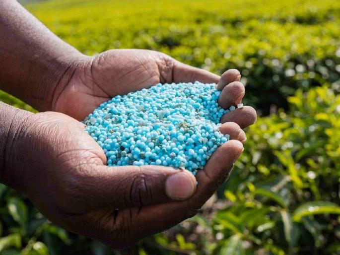 Plot of fertilizer companies? Cheap fertilizer disappears: Shortage of DAP; Farmers are suffering! | खत कंपन्यांचा डाव? स्वस्त खत गायब : डीएपीचा तुटवडा; शेतकरी त्रस्त!