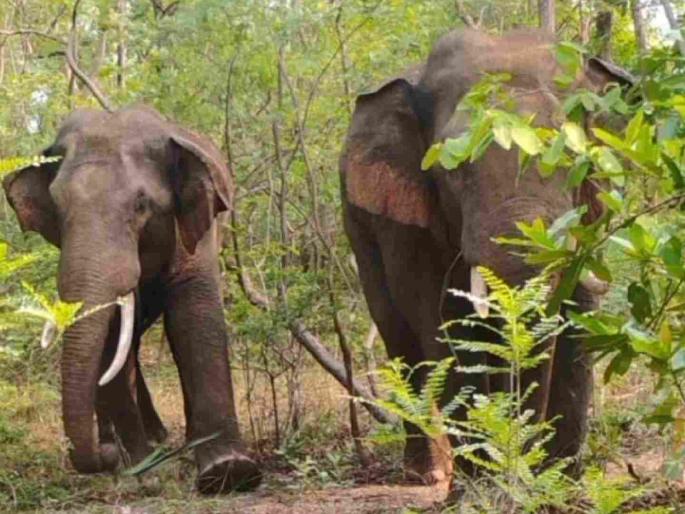 Two elephants that killed a farmer in Sindewahi make a comeback; chaos in Vairagad | सिंदेवाहीत शेतकऱ्याचा बळी घेणाऱ्या दोन हत्तीचे 'कमबॅक'; वैरागडात धुमाकूळ