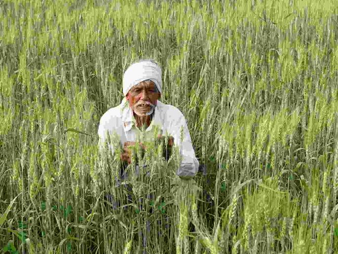 Difficulties in obtaining schemes; Thousands of farmers will be deprived | योजना मिळविण्यात अडचणी; हजारो शेतकरी वंचित राहणार Difficulties in obtaining schemes; Thousands of farmers will be deprived | योजना मिळविण्यात अडचणी; हजारो शेतकरी वंचित राहणार
