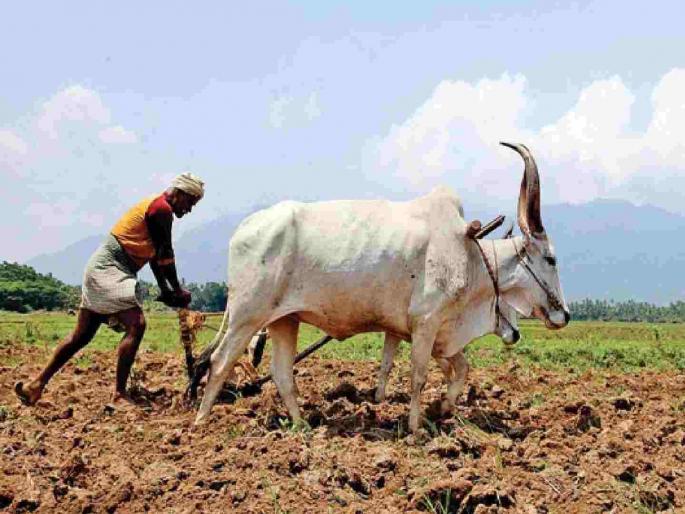 Unseasonal rains hamper farmers, sowing completed on only 2.2 million hectares | लहरी पावसाने शेतकऱ्यांना रखडविले, केवळ २२ लाख हेक्टरवर पेरण्या पूर्ण