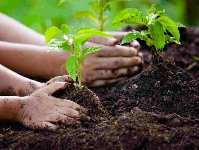 There is no address for potholes, when will tree planting take place? Forest department's 'welfare' due to circulation | खड्ड्यांचा पत्ता नाही, वृक्ष लागवड केव्हा? अभिसरणमुळे वन विभागाचे 'कल्याण'