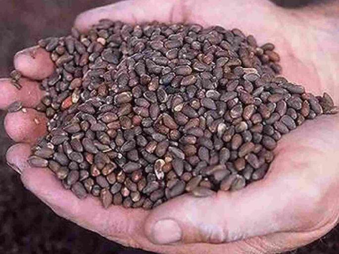 Use of names of well-known companies to sell bogus Bt seeds | बोगस बीटी बियाण्याच्या विक्रीसाठी नामांकित कंपन्यांच्या नावाचा वापर