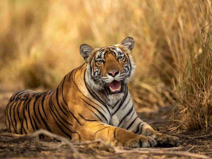 Challenge to Wildlife Board's decision regarding tiger corridor | व्याघ्र कॉरिडॉरबाबत वन्यजीव मंडळाच्या निर्णयाला आव्हान Challenge to Wildlife Board's decision regarding tiger corridor | व्याघ्र कॉरिडॉरबाबत वन्यजीव मंडळाच्या निर्णयाला आव्हान