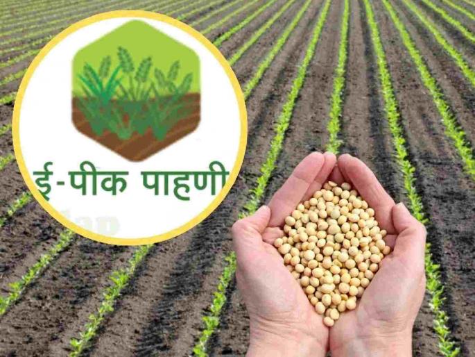 Farmers demand extension of e-Peak registration deadline till July 31 | ई-पीक नोंदणीची मुदत ३१ जुलैपर्यंत वाढवून देण्याची शेतकऱ्यांची मागणी Farmers demand extension of e-Peak registration deadline till July 31 | ई-पीक नोंदणीची मुदत ३१ जुलैपर्यंत वाढवून देण्याची शेतकऱ्यांची मागणी