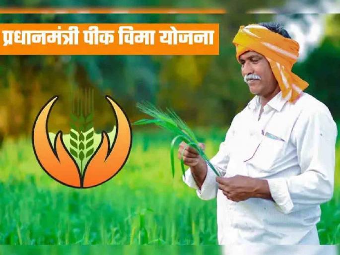 Aadhaar of those taking out bogus crop insurance will be blacklisted | बोगस पिकविमा काढणाऱ्यांचा 'आधार' ब्लॅक लिस्टमध्ये टाकणार Aadhaar of those taking out bogus crop insurance will be blacklisted | बोगस पिकविमा काढणाऱ्यांचा 'आधार' ब्लॅक लिस्टमध्ये टाकणार