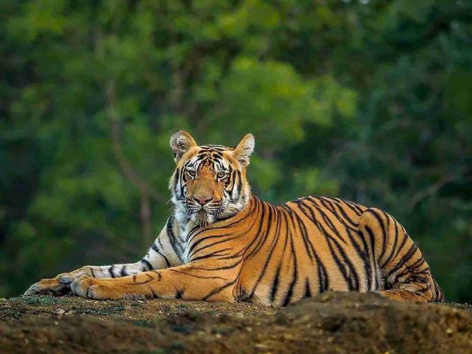 AI eyes on tigers in Vidarbha; but direct contracts without implementing e-tendering | विदर्भातील वाघांवर 'एआय'ची नजर; पण ई-निविदा न राबविता थेट कंत्राट AI eyes on tigers in Vidarbha; but direct contracts without implementing e-tendering | विदर्भातील वाघांवर 'एआय'ची नजर; पण ई-निविदा न राबविता थेट कंत्राट