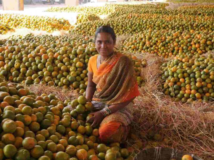 Orange and grapefruit producers are robbed of Rs 225 crore every year | संत्रा, मोसंबी उत्पादकांची दरवर्षी २२५ कोटी रुपयांनी लूट Orange and grapefruit producers are robbed of Rs 225 crore every year | संत्रा, मोसंबी उत्पादकांची दरवर्षी २२५ कोटी रुपयांनी लूट