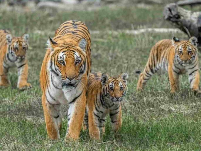 India can sustain only 4,000 tigers, limit reached | भारतात केवळ ४००० वाघांचाच निर्वाह शक्य, मर्यादा संपली