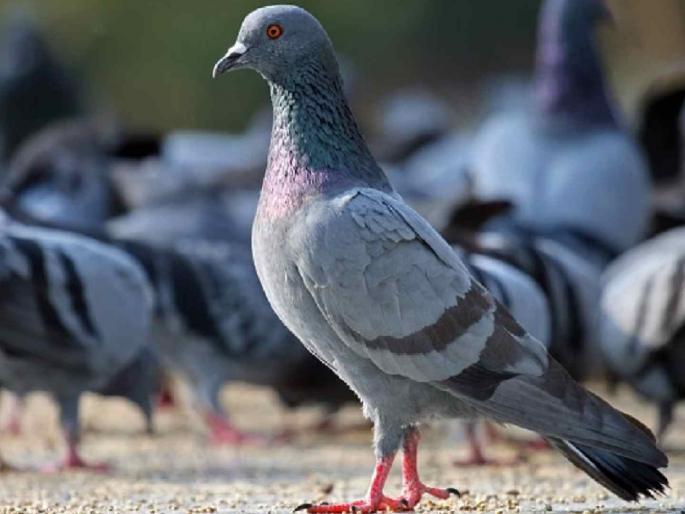 Is the symbol of peace now the cause of trouble? Controversy over pigeons! | शांतीचं प्रतीक आता संकटाचं कारण? कबुतरांवरून वाद पेटला!