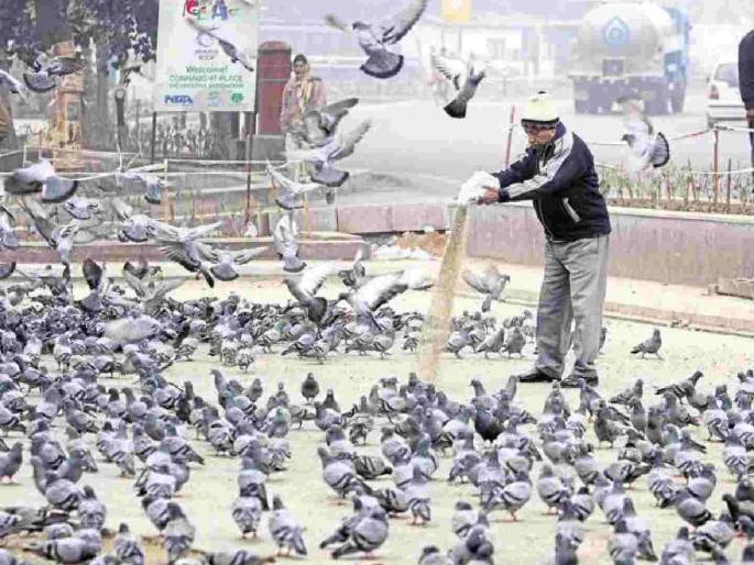 Pigeons cause 60 types of diseases, if you feed them you will go to jail | कबुतरांमुळे होतात ६० प्रकारचे आजार, दाणे घालाल तर तुरुंगात जाल Pigeons cause 60 types of diseases, if you feed them you will go to jail | कबुतरांमुळे होतात ६० प्रकारचे आजार, दाणे घालाल तर तुरुंगात जाल
